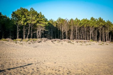 Fransa Atlantik 'in arka planında orman olan bir sahil. Ağaçlar yeşil ve kum kahverengi. Kumda bir gölge var.