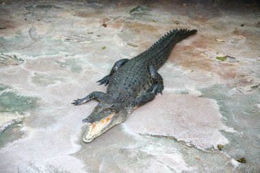 Hayvanat bahçesi Stuttgart Almanya 'sında yerde yatan bir timsah. Timsah siyah beyaz.
