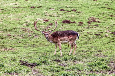 Bir geyik başı yukarıda bir tarlada duruyor. Geyiğin kafasında büyük bir boynuz var.