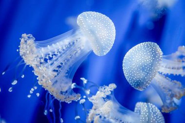 Suda üç denizanası yüzüyor. Hepsi beyaz ve mavi. Denizanaları görüntünün ortasındalar.