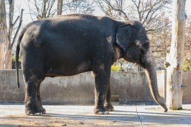 Stuttgart Almanya 'da bir hayvanat bahçesinde duran büyük bir fil. Filin büyük bir hortumu var ve çamurla kaplı.
