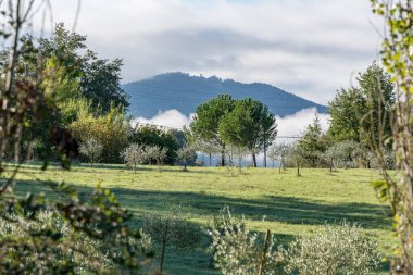 İtalya 'da arka planında ağaçlar olan bir çim tarlası Umbria. Ağaçlar yeşil ve tarlada çalılar var.
