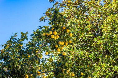 Üzerinde bir sürü limon asılı bir ağaç. Portakallar olgunlaştı ve toplanmaya hazır. Gökyüzü berrak ve mavidir. Huzurlu ve huzurlu bir atmosfer yaratır.