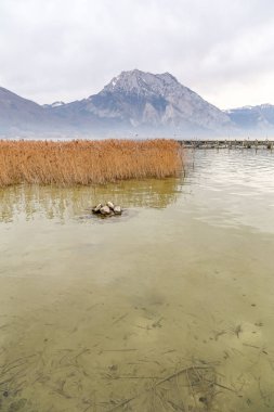 Traunsee Avusturya Gölü 'nün arkasında dağ olan bir su kütlesi. Su bulanık ve kahverengimsi bir rengi var