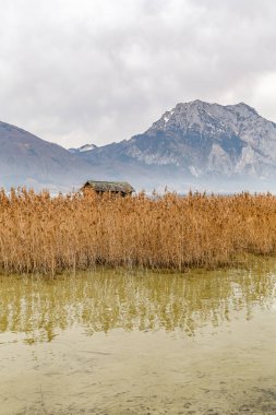 Traunsee Avusturya Gölü 'nün arkasında dağ olan bir su kütlesi. Su bulanık ve kahverengimsi bir rengi var