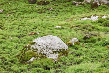 Çimenli bir arazide büyük bir kaya oturur. Kaya yosunla kaplıdır ve çimlerle çevrilidir. Sahne huzurlu ve huzurlu, kaya manzaranın doğal bir elementi olarak göze çarpıyor.