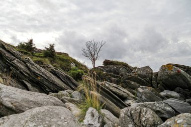 Norveç 'te kayalık bir yamacın ortasında yalnız bir ağaç duruyor. Gökyüzü bulutlu ve atmosfer kasvetli.