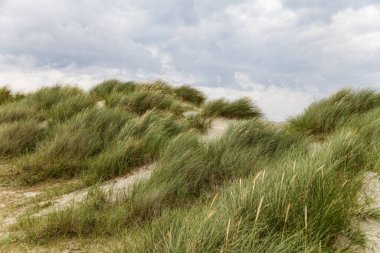 Norveç 'in zeminini kaplayan uzun, kuru otları olan çimenli bir yamaç. Gökyüzü bulutlu, karamsar bir atmosfer yaratıyor. Sahne sakin ve sakin, çimenler rüzgarda hafifçe sallanıyor.
