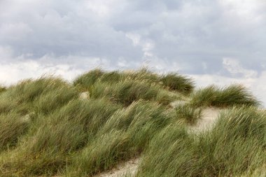 Norveç 'in zeminini kaplayan uzun, kuru otları olan çimenli bir yamaç. Gökyüzü bulutlu, karamsar bir atmosfer yaratıyor. Sahne sakin ve sakin, çimenler rüzgarda hafifçe sallanıyor.
