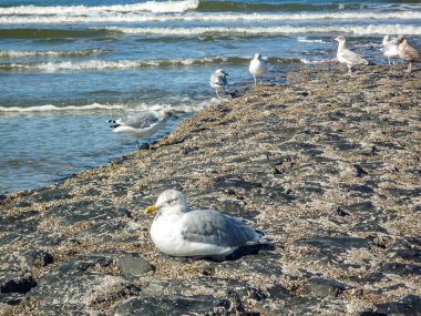 Bir grup martı Almanya 'nın Norderney Adası' nda bir plajda oturuyorlar. Kumsal kayalık ve su dalgalı.