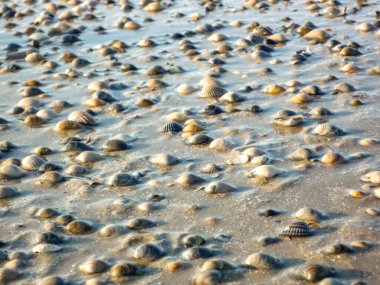 Almanya 'daki Norderney Adası' nda kumlara saçılmış çeşitli deniz kabukları olan bir plaj sahnesi. Kabuklar farklı şekillerde, boyutlarda ve renklerde geliyor, canlı ve çeşitli bir manzara yaratıyor.
