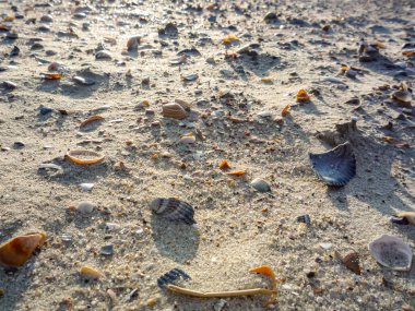 Kumsalda kumsala saçılmış deniz kabukları. Kabuklar çeşitli boyutlarda ve şekillerde, çeşitlilik ve doğal güzellik hissi yaratıyor. Sahne bir rahatlama hissi uyandırıyor.