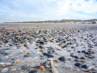 Kumsala çok sayıda deniz kabuğu saçılmış. Mermiler farklı boyutlarda ve renklerde, güzel ve huzurlu bir manzara yaratıyor. Kumsal boş görünüyor.