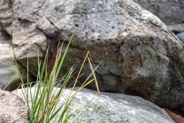 Kayalık bir yamaçta küçük bir ot parçası büyüyor. Çimenler seyrek, kayalar büyük ve pürüzlü. Sahne sessiz ve huzurlu.