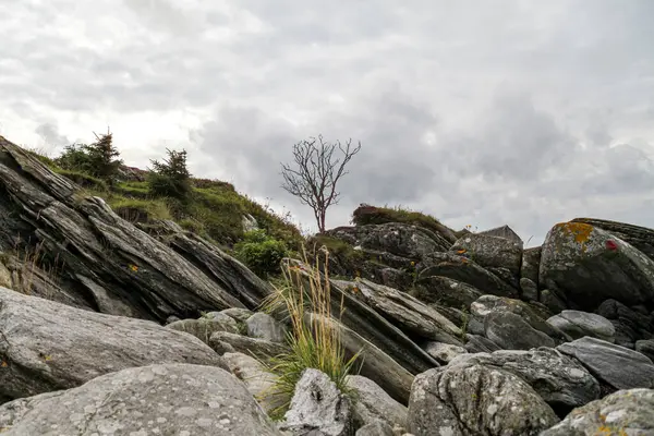 Norveç 'te kayalık bir yamacın ortasında yalnız bir ağaç duruyor. Gökyüzü bulutlu ve atmosfer kasvetli.