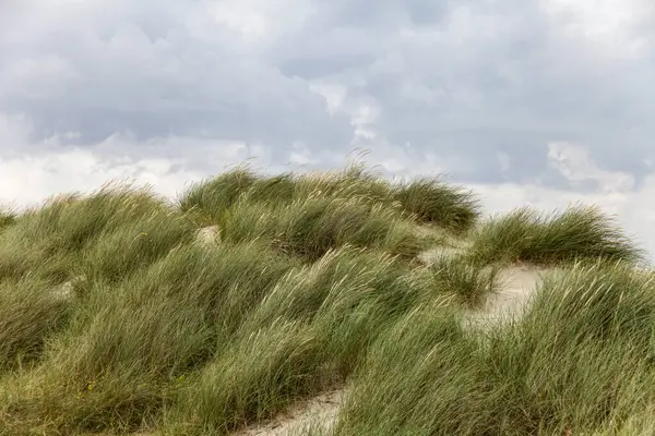 Norveç 'in zeminini kaplayan uzun, kuru otları olan çimenli bir yamaç. Gökyüzü bulutlu, karamsar bir atmosfer yaratıyor. Sahne sakin ve sakin, çimenler rüzgarda hafifçe sallanıyor.