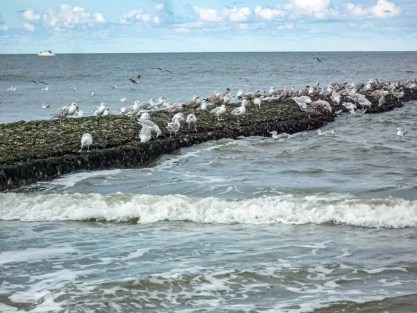 Almanya 'nın Norderney Adası' nda kayalık bir sahil şeridinde büyük bir martı sürüsü toplandı. Kuşlar bölgeye dağılmış, bazıları kayaların üzerinde duruyor ve diğerleri gökyüzünde uçuyor. Huzurlu ve huzurlu bir sahne.