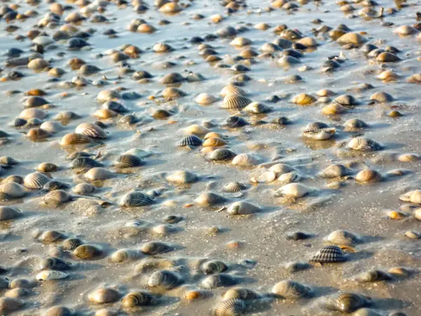 Almanya 'daki Norderney Adası' nda kumlara saçılmış çeşitli deniz kabukları olan bir plaj sahnesi. Kabuklar farklı şekillerde, boyutlarda ve renklerde geliyor, canlı ve çeşitli bir manzara yaratıyor.