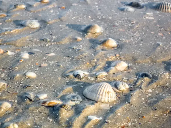Almanya 'nın Norderney Adası sahilinde bir yığın deniz kabuğu. Mermilerin boyutları ve renkleri farklı. Sahne huzurlu ve sakin, kabuklar kuma saçılmış.