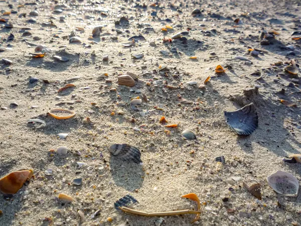 Kumsalda kumsala saçılmış deniz kabukları. Kabuklar çeşitli boyutlarda ve şekillerde, çeşitlilik ve doğal güzellik hissi yaratıyor. Sahne bir rahatlama hissi uyandırıyor.