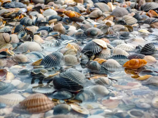 Almanya 'daki Norderney Adası' nda kumlara saçılmış çeşitli deniz kabukları olan bir plaj sahnesi. Kabuklar farklı şekillerde, boyutlarda ve renklerde geliyor, canlı ve çeşitli bir manzara yaratıyor.