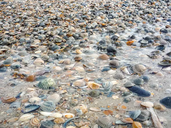 Almanya 'daki Norderney Adası' nda kumlara saçılmış çeşitli deniz kabukları olan bir plaj sahnesi. Kabuklar farklı şekillerde, boyutlarda ve renklerde geliyor, canlı ve çeşitli bir manzara yaratıyor.