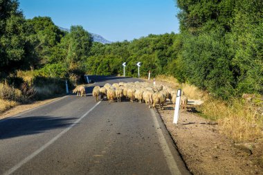 İtalya 'daki Sardunya adasında bir koyun sürüsü karşıdan karşıya geçiyor. Koyunların bir kısmı sol tarafa, bir kısmı da sağ tarafa doğru yayılır. Huzurlu ve huzurlu bir sahne.