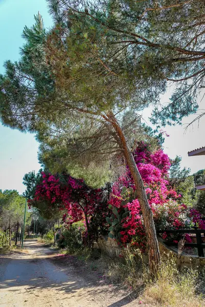 İtalya 'daki Sardunya adasının hemen yanında pembe çiçekli bir ağaç büyüyor. Yol toprak ve arka planda bir çit var.