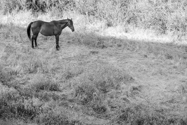 İtalya 'daki Sardunya adasında uzun otların arasında bir at duruyor. Sahnede yaşayan tek canlı at olduğu için görüntüde durgun ve durgun bir his var.