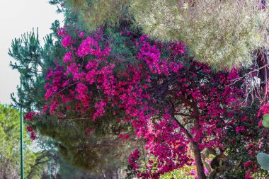 Pembe çiçekli bir ağaç yeşil bir direğin önündedir. Çiçekler tamamen çiçek açmış ve çok güzeller.