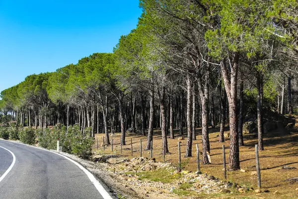 İtalya 'da Sardunya adasında bir yol kenarında bir orman var. Ağaçlar yeşil ve gökyüzü mavi.