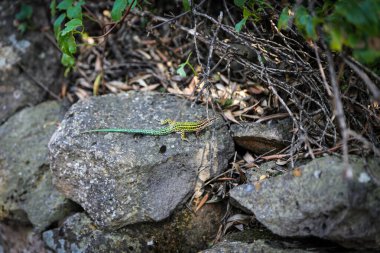 Üzerinde yosun büyüyen bir kaya duvarı. Bir kayanın üzerinde bir kertenkele oturuyor. Kertenkele yeşil.