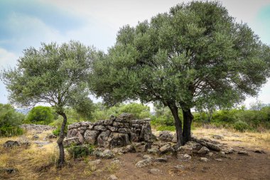 Önünde taş bir duvar olan bir ağaç. Ağaç kayalarla çevrili ve arka planda küçük bir taş bina var. Huzurlu ve huzurlu bir sahne.