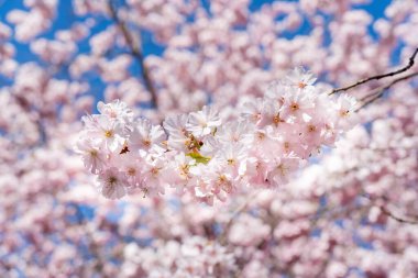 Pembe Sakura çiçekleriyle dolu bir ağaç mavi bir gökyüzünün ortasındadır. Çiçekler tam çiçeklendi ve gökyüzü berrak ve parlak. Çiçeklerle huzurlu ve huzurlu bir manzara.