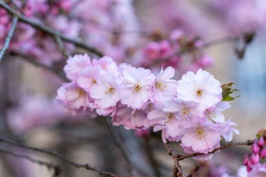 Sakura 'nın pembe çiçeklerinden bir dal bir ağaca asılıyor. Çiçekler küçük ve narindir, ve bir hareket ve zarafet hissi yaratacak şekilde düzenlenmişlerdir.