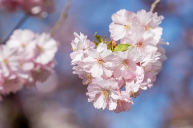 Arka planda mavi gökyüzü olan pembe bir Sakura çiçeğinin yakın çekimi. Çiçek tam çiçekleniyor ve gökyüzü açık ve parlak.