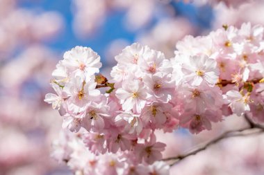 Arka planda mavi gökyüzü olan pembe bir Sakura çiçeğinin yakın çekimi. Çiçek tam çiçekleniyor ve gökyüzü açık ve parlak.