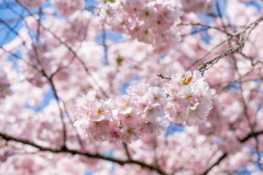 Pembe Sakura çiçekleriyle dolu bir ağaç mavi bir gökyüzünün ortasındadır. Çiçekler tam çiçeklendi ve gökyüzü berrak ve parlak. Çiçeklerle huzurlu ve huzurlu bir manzara.