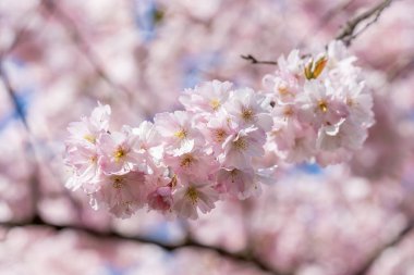 Bir ağaç dalında pembe Sakura çiçekleri sallanıyor. Çiçekler tamamen çiçek açmış ve çok güzeller.