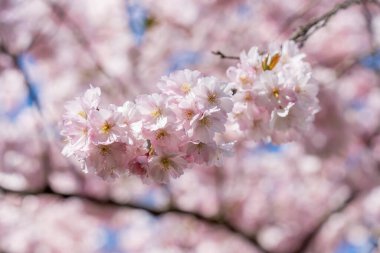 Bir ağaç dalında pembe Sakura çiçekleri sallanıyor. Çiçekler tamamen çiçek açmış ve çok güzeller.