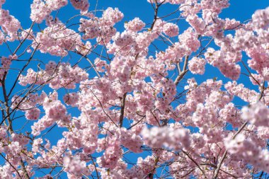 Pembe Sakura çiçekleriyle dolu bir ağaç mavi bir gökyüzünün ortasındadır. Çiçekler tam çiçeklendi ve gökyüzü berrak ve parlak. Çiçeklerle huzurlu ve huzurlu bir manzara.