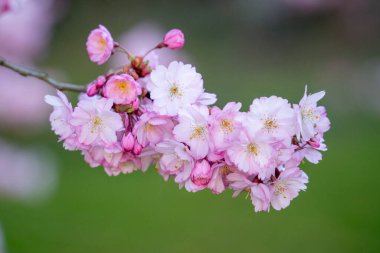 Sakura 'nın pembe çiçeklerinden bir dal bir ağaca asılıyor. Çiçekler küçük ve narindir, ve bir hareket ve zarafet hissi yaratacak şekilde düzenlenmişlerdir.