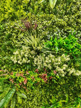 Yeşil bitkiler ve çiçeklerle kaplı bir duvar. Duvar, bazıları yeşil, bazıları kırmızı olmak üzere çeşitli bitki ve çiçeklerle kaplıdır. Duvar çok güzel.