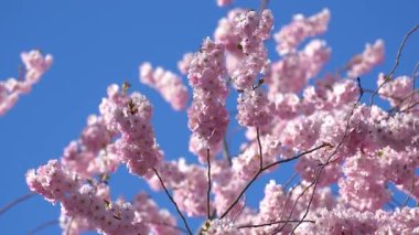 Mavi gökyüzüne karşı rüzgarda gelişen pembe çiçekli Japon kiraz ağacı. Çiçekler tamamen çiçek açmış. Huzurlu ve huzurlu bir sahne..