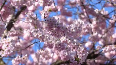 Mavi gökyüzüne karşı rüzgarda gelişen pembe çiçekli Japon kiraz ağacı. Çiçekler tamamen çiçek açmış. Huzurlu ve huzurlu bir sahne..