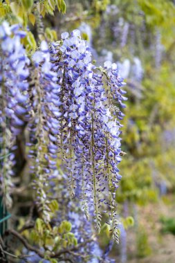 Yeşil yapraklı güzel bir mor sarmaşık ağaçta büyüyor. Çiçekler morun koyu tonlarıdır ve yapraklar canlı yeşil renktedir. Asma ağaçtan sarkıyor