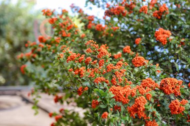 Bir dağ dişbudak ağacı ve bir sürü portakal meyvesi. Meyveler parlak ve canlı, neşeli ve hayat dolu bir atmosfer yaratıyorlar.