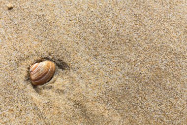 Küçük bir kabuk kumda oturuyor. Kabuk kahverengi ve beyaz.