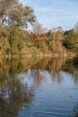 Arka planda ağaçlar olan sakin bir göl. Gökyüzü açık ve mavi. Su durgun, ağaçları ve gökyüzünü yansıtıyor.