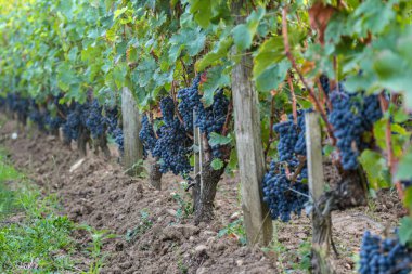 Asmadan sallanan bir demet üzüm. Üzümler olgunlaştı ve toplanmaya hazır. Asma yeşil ve yemyeşildir, üzümler ise koyu mor renktedir.